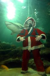 Santa even has time to visit the sharks!! D70 14mm lens by Grant Kennedy 